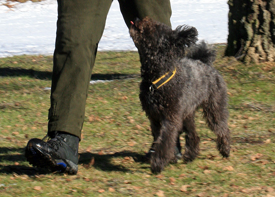130303_kiraly6