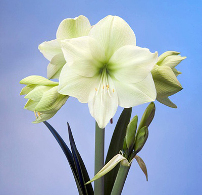 Amaryllis luna