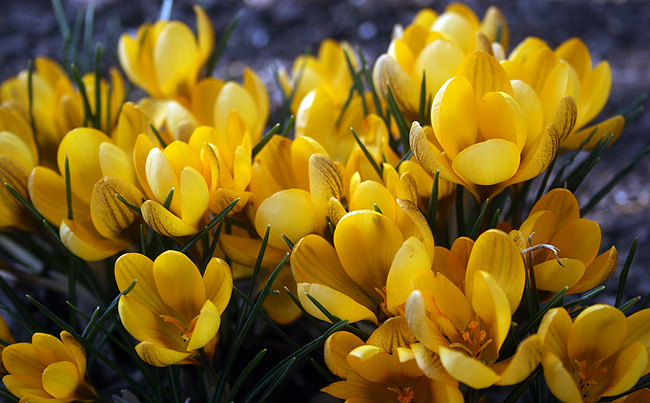 150317_blommor3