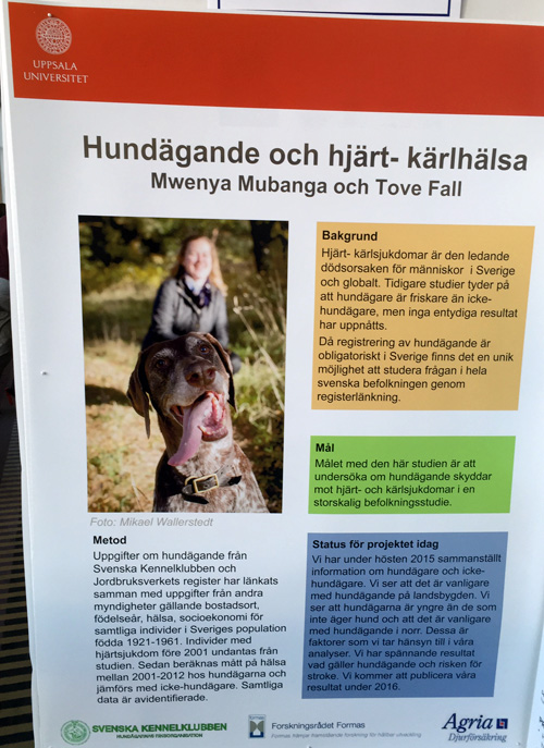 hundagande_hjartsjukdomar